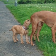 Jojo, ty budeš taky ridgeback