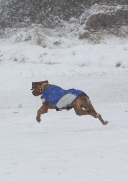 Můj první opravdický coursing